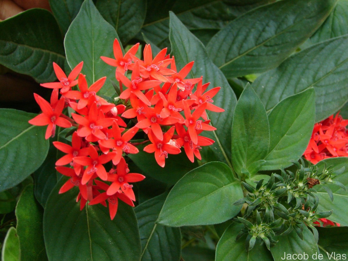 Pentas lanceolata (Forssk.) Deflers